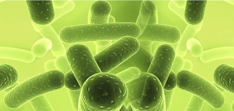 (圖:微生物發酵)