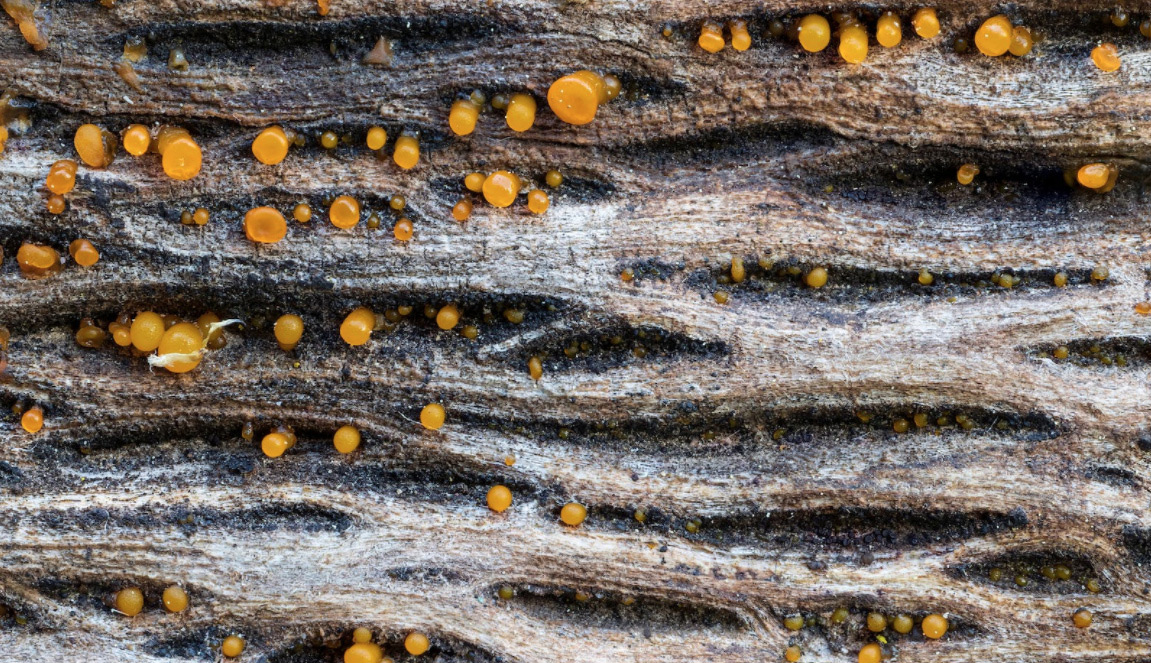 水性工業消泡劑